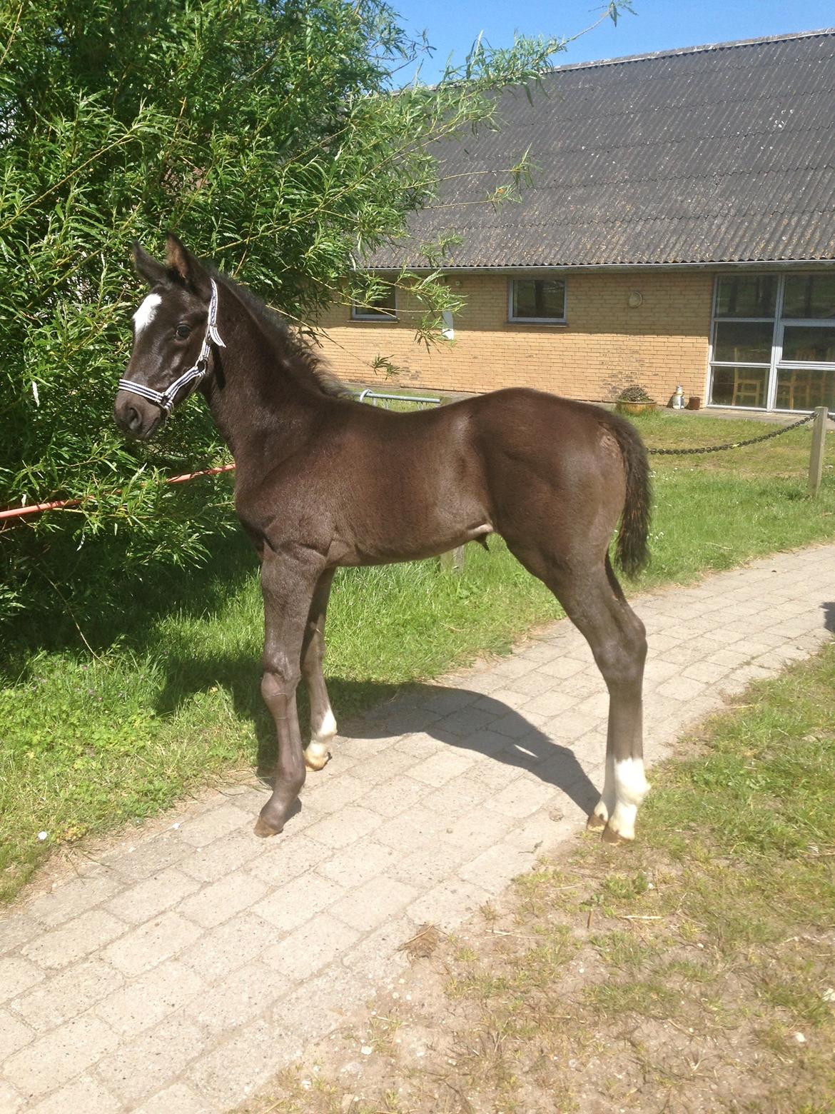 Dansk Varmblod Zetsubou die Weltrose billede 4