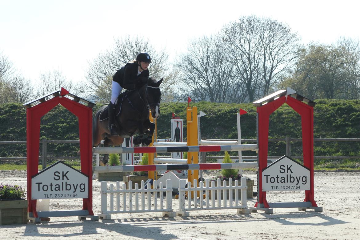 DSP Sebastian B-pony  billede 13