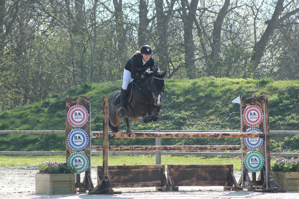 DSP Sebastian B-pony  billede 1