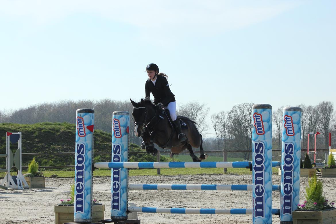 DSP Sebastian B-pony  billede 10