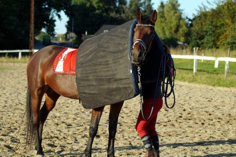 Traver Donna (prima Donna) billede 41