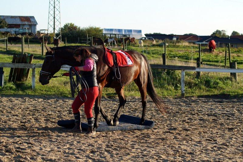 Traver Donna (prima Donna) billede 4