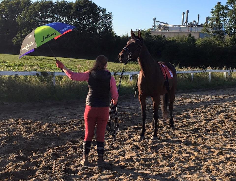 Traver Donna (prima Donna) billede 25