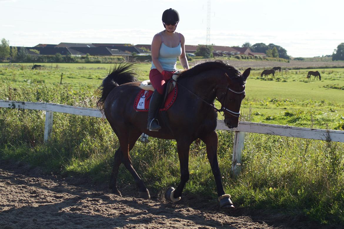 Traver Donna (prima Donna) billede 42