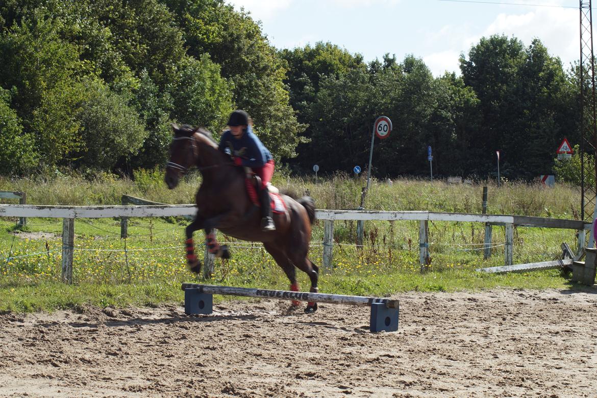 Traver Donna (prima Donna) billede 44