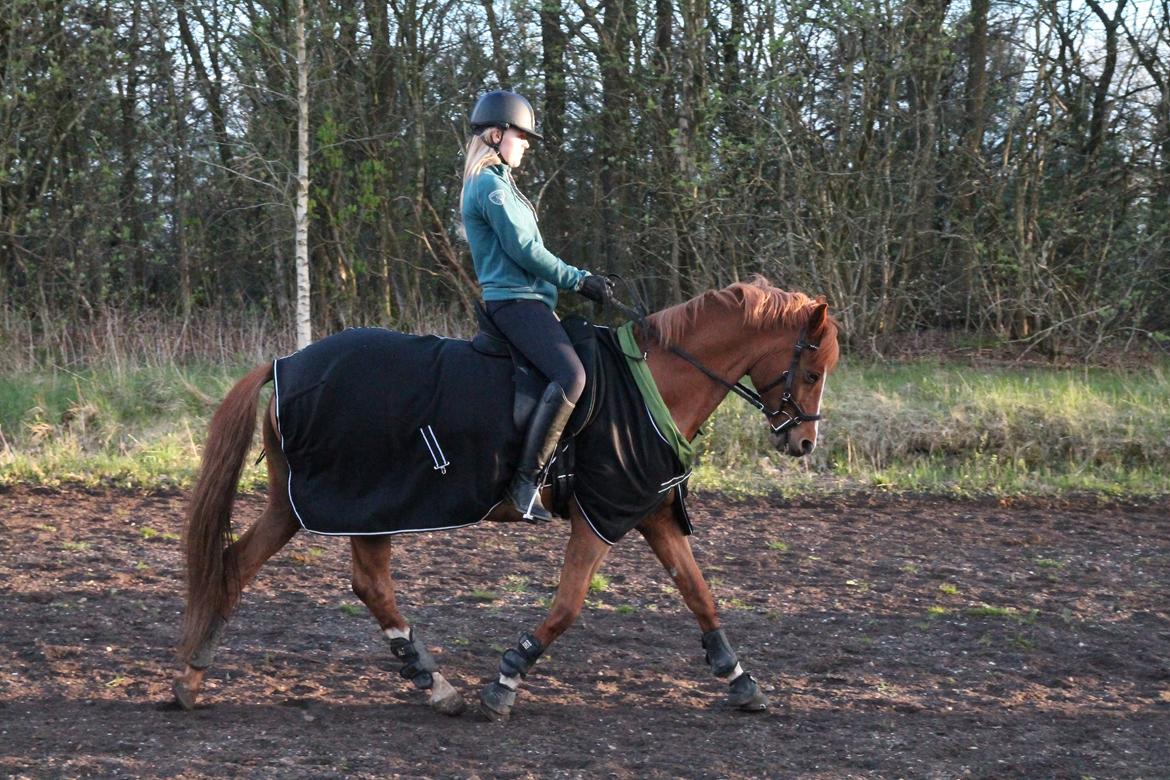 DSP Kimberly´s Rasheeka  billede 4