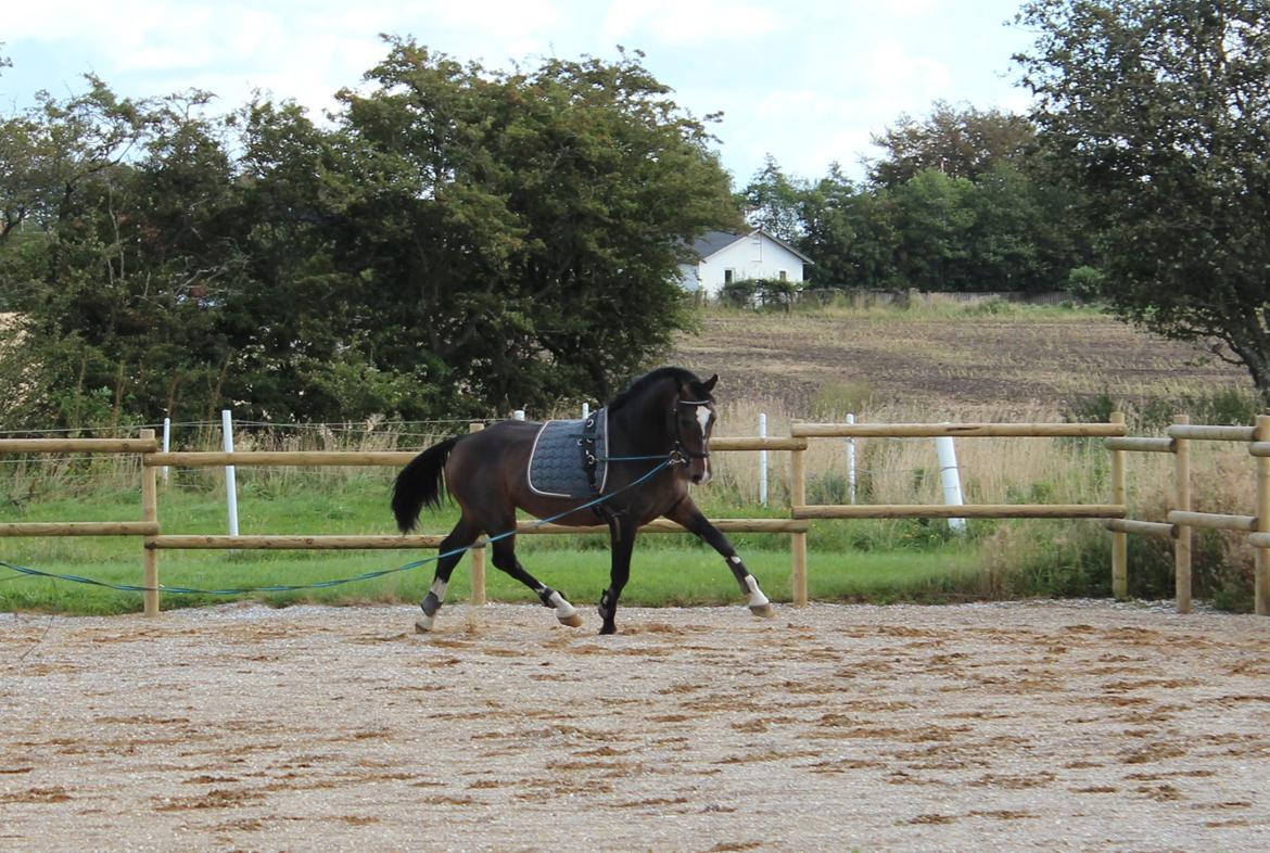 Dansk Varmblod Tm Beat The Clock billede 11