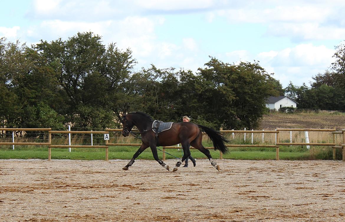Dansk Varmblod Tm Beat The Clock billede 18