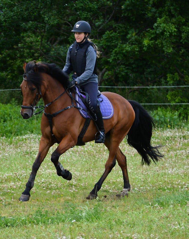 Anden særlig race Michelangelo B-pony billede 23
