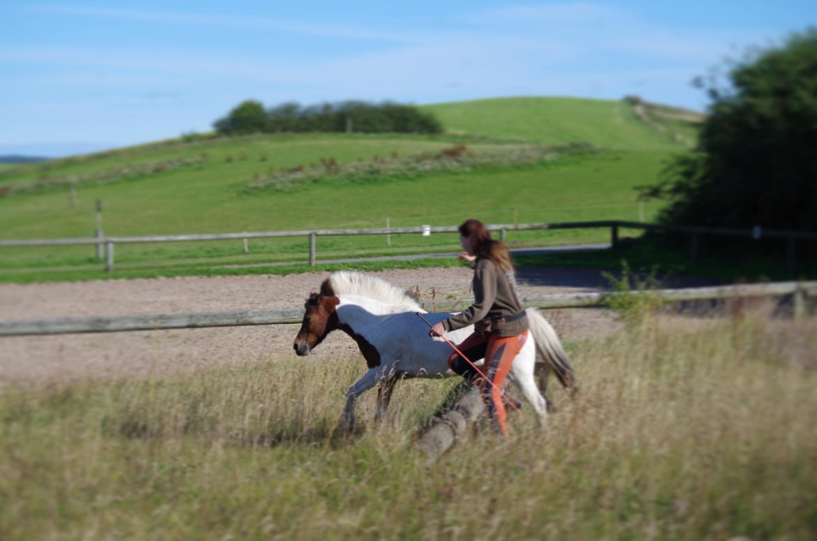 Anden særlig race Lucky Luke  billede 13