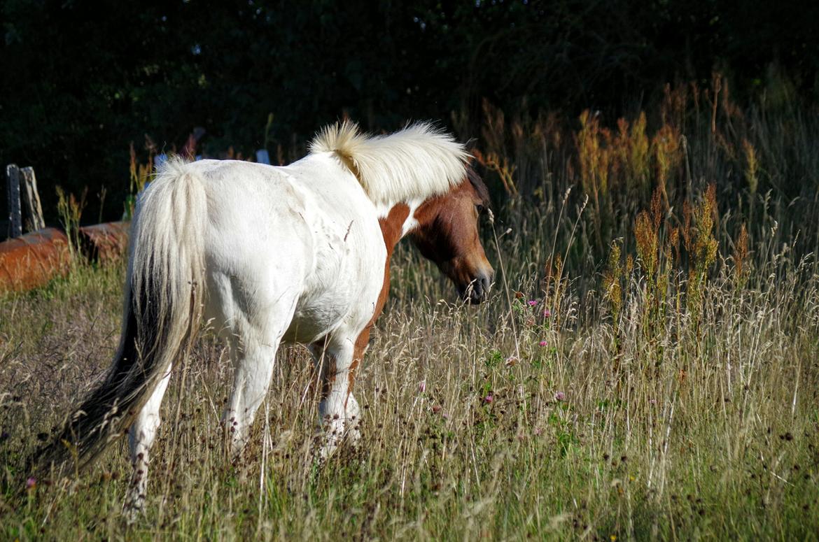 Anden særlig race Lucky Luke  billede 14