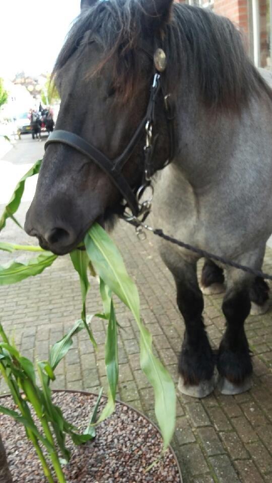 Belgier Bormosens Herkules - oprydning til høst marked ;) billede 2