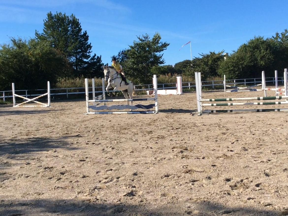 Belgisk varmblod Ilenkan billede 12