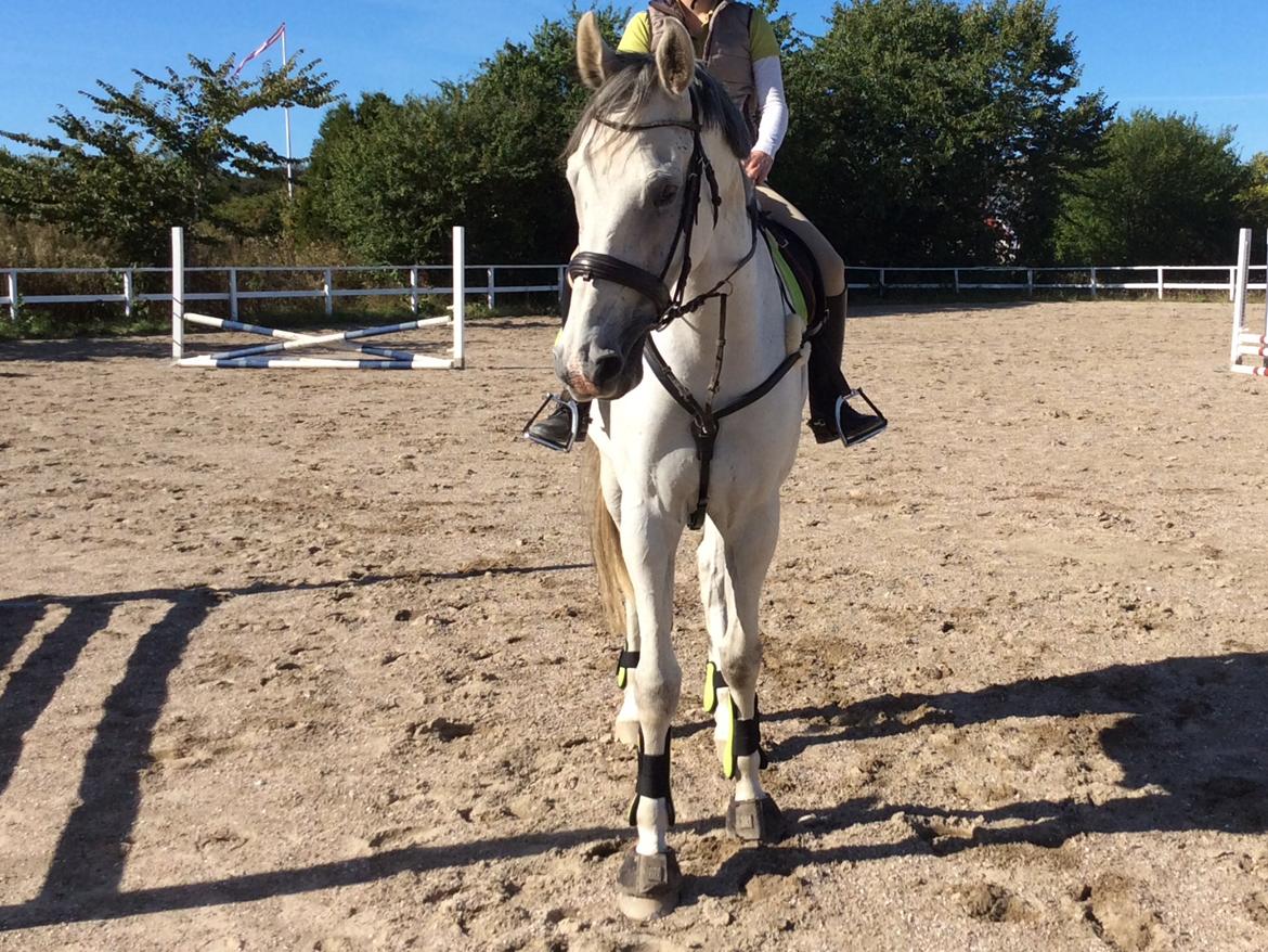 Belgisk varmblod Ilenkan billede 10