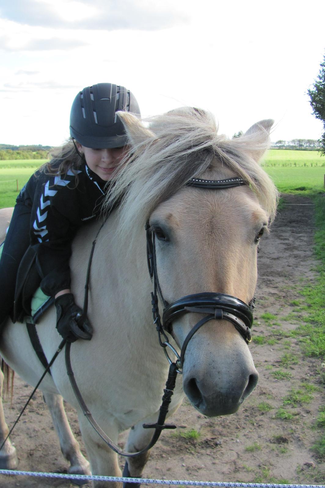 Fjordhest Ørn Fjordlyst billede 31