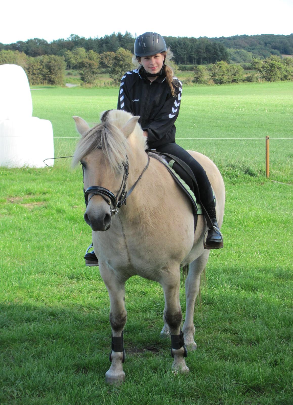 Fjordhest Ørn Fjordlyst billede 32