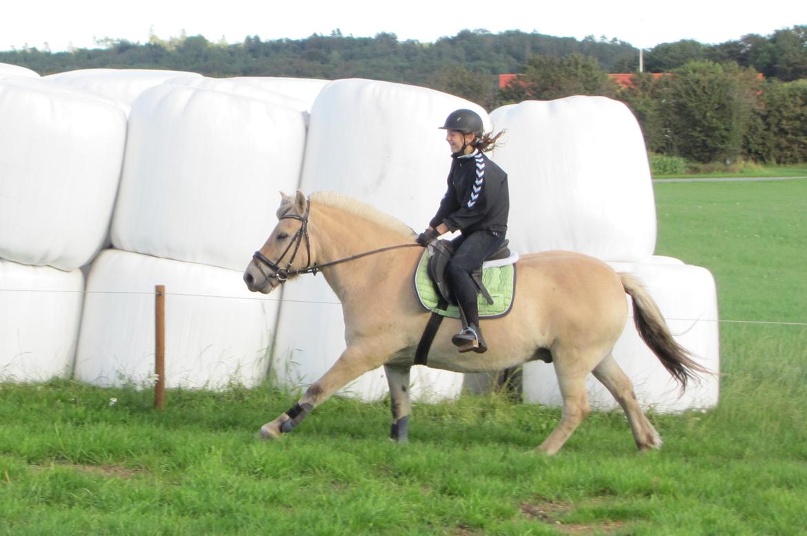 Fjordhest Ørn Fjordlyst billede 33