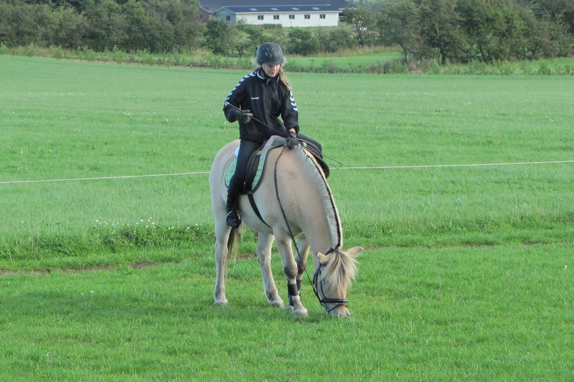 Fjordhest Ørn Fjordlyst billede 34