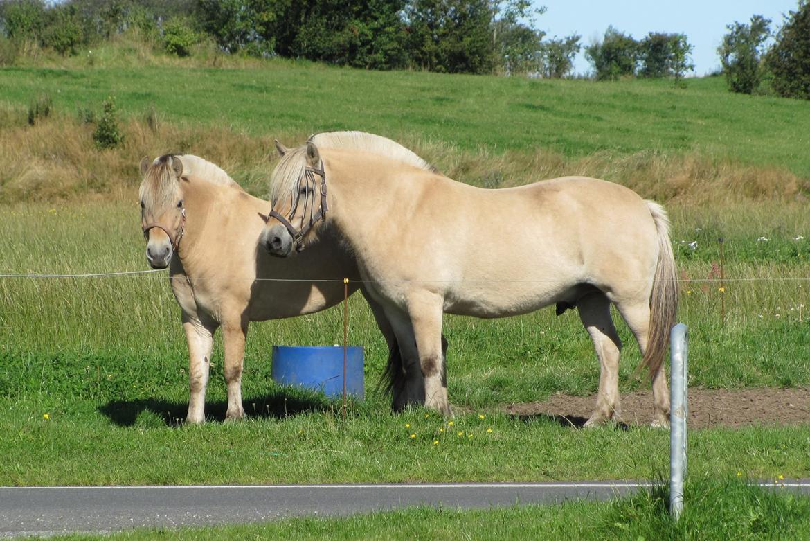 Fjordhest Ørn Fjordlyst billede 35