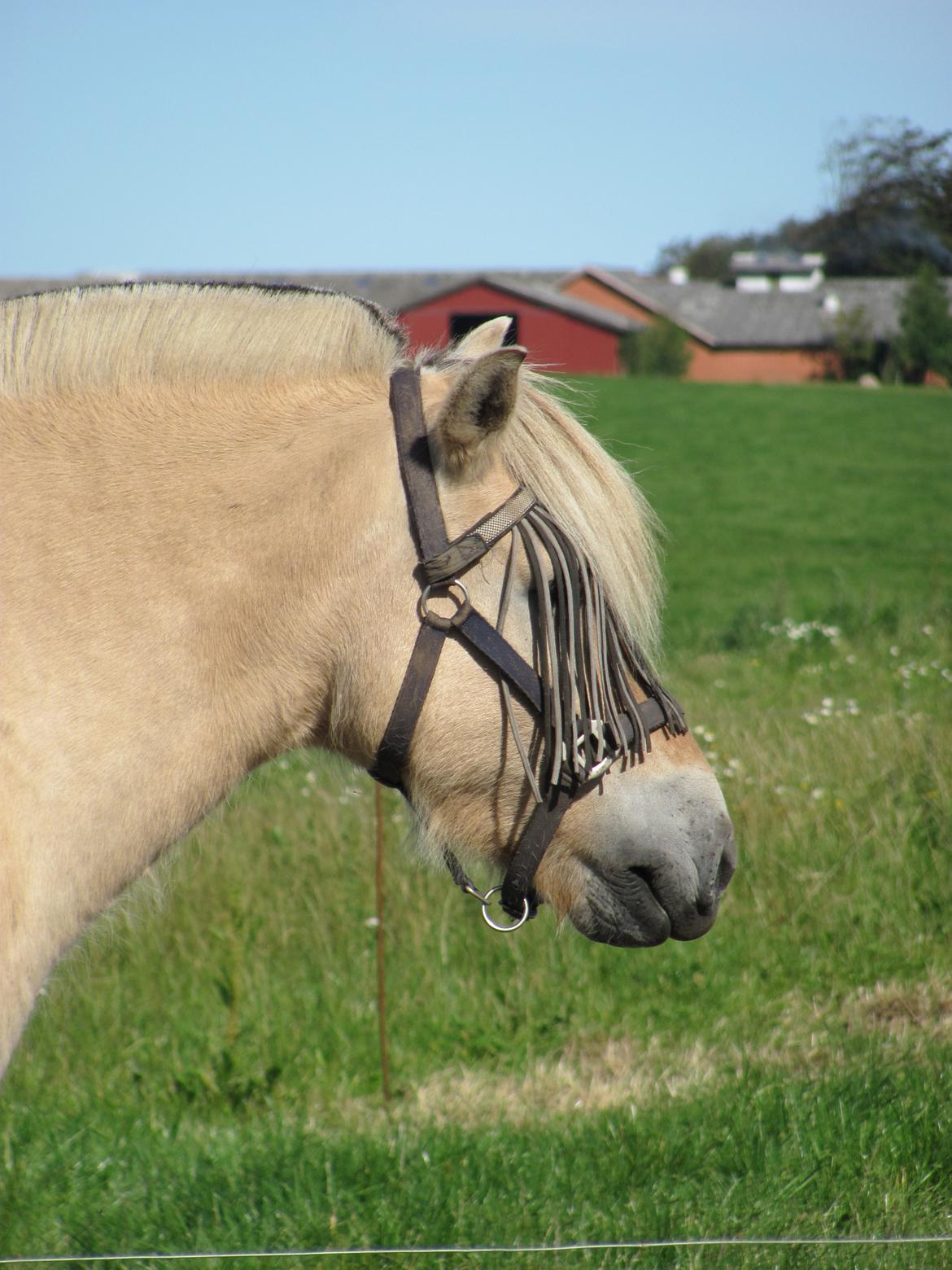 Fjordhest Ørn Fjordlyst billede 36