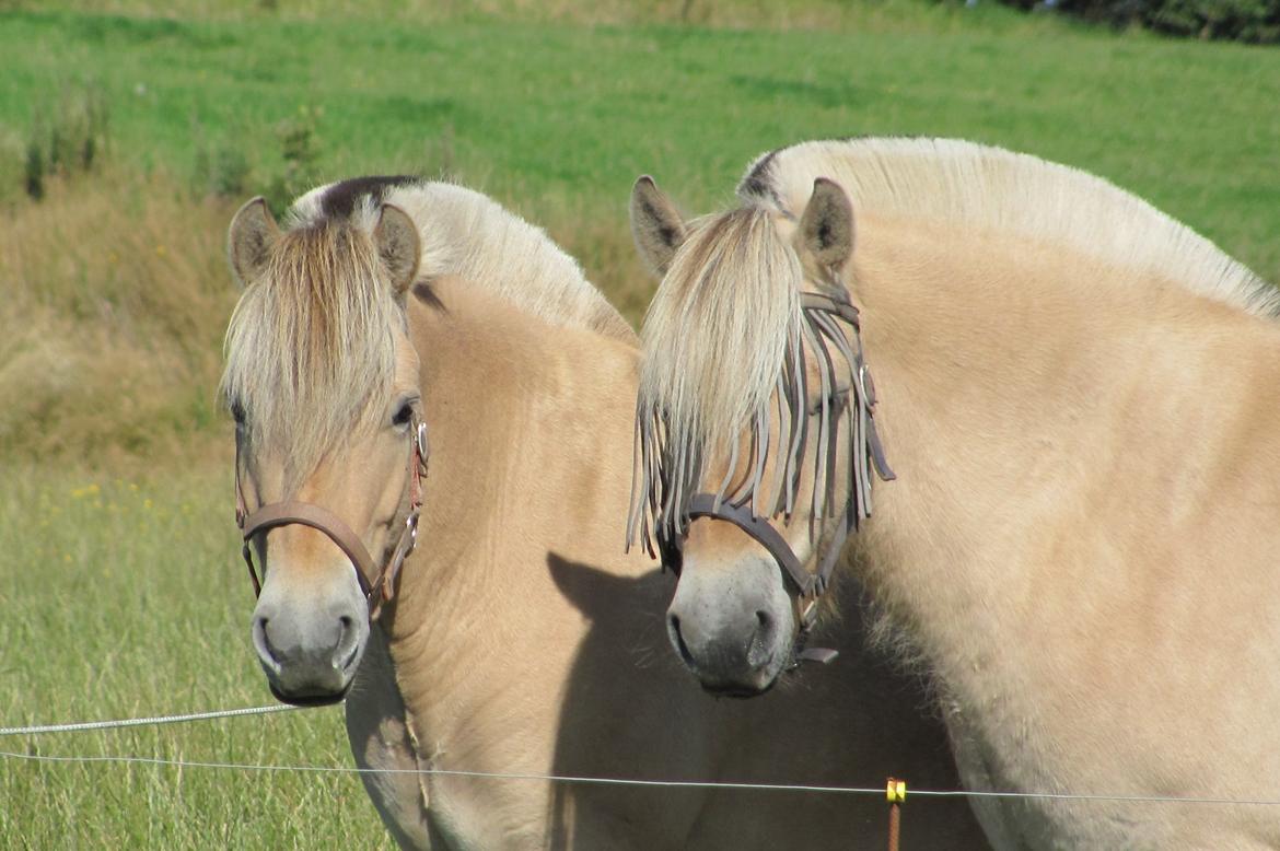 Fjordhest Ørn Fjordlyst billede 37
