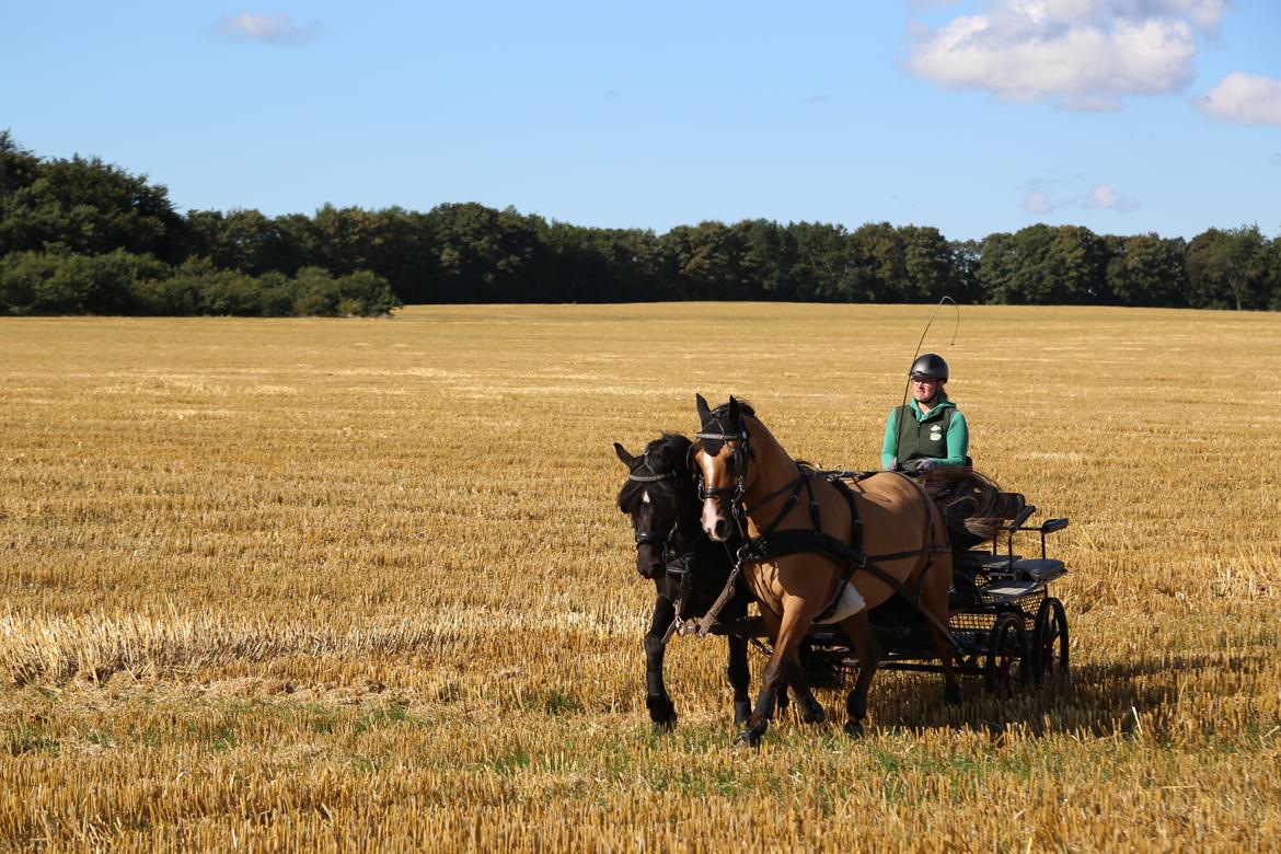 Koldblodstraver Holt Sjur (tidligere hest) - 9/9-2015.  Det er første gang de går 2-spand sammen. 5 år siden de har gået 2-spand. Men Marinca og Holt klarede det flot billede 8