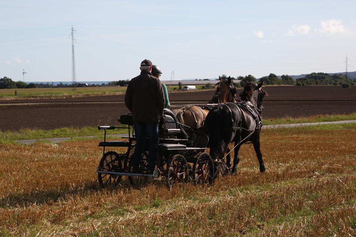 Koldblodstraver Holt Sjur (tidligere hest) - 9/9-2015.  Det er første gang de går 2-spand sammen. 5 år siden de har gået 2-spand. Men Marinca og Holt klarede det flot billede 11