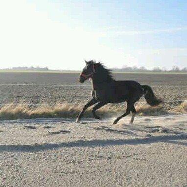 Minorquin Ailia Ranolia billede 3