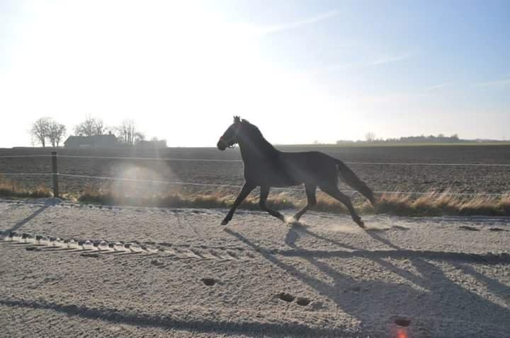 Minorquin Ailia Ranolia billede 4