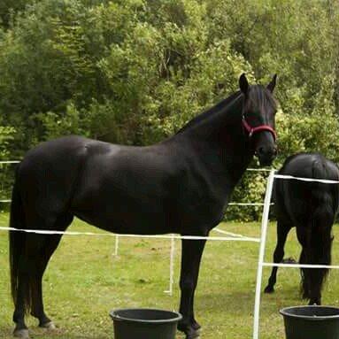 Minorquin Ailia Ranolia billede 5