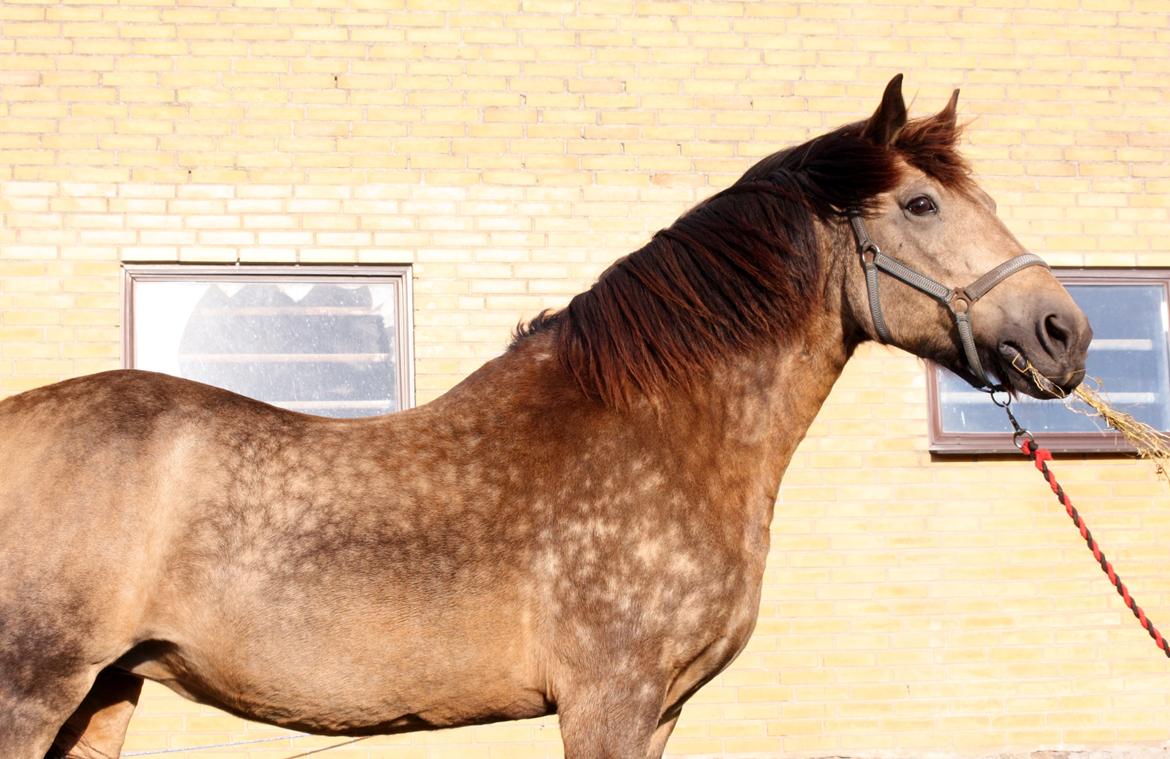 Anden særlig race Filicity (Freja) billede 3