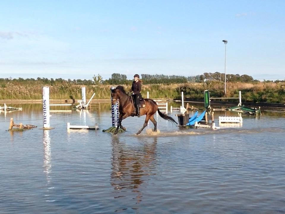 Trakehner Kattavango billede 11