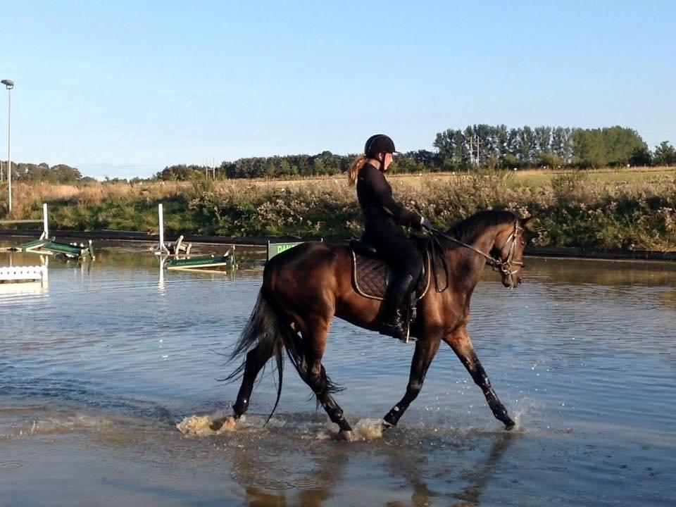 Trakehner Kattavango billede 12