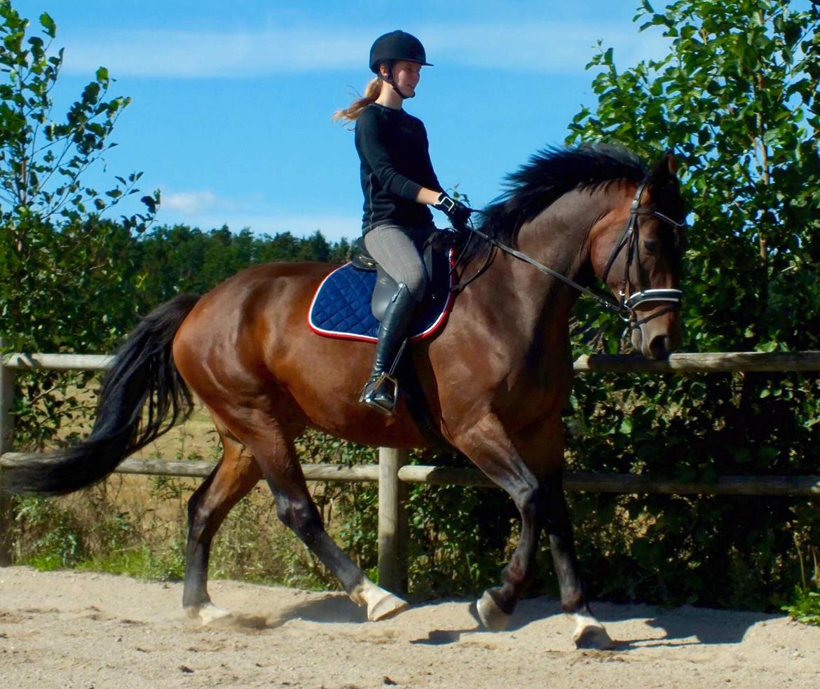 Oldenborg Muhlegårdens Pascal - Billede blev taget d. 09-09-2015 til træning :-) billede 1