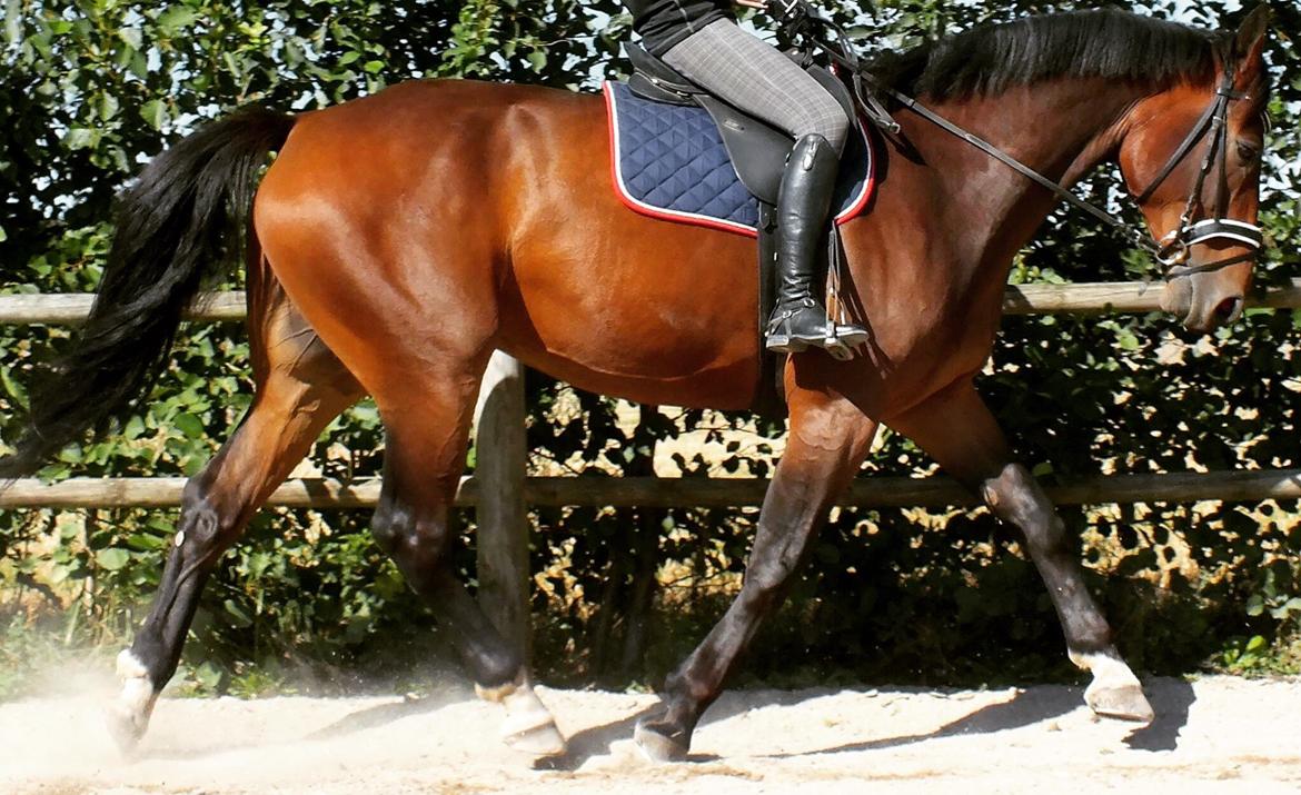 Oldenborg Muhlegårdens Pascal billede 3