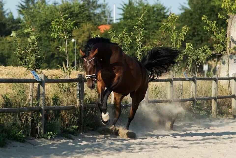 Oldenborg Muhlegårdens Pascal - Pascal laver lidt krumspring :-D billede 5