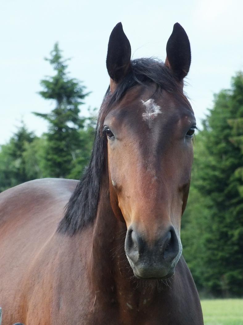 Oldenborg Muhlegårdens Pascal - Fra sommeren 2012 billede 14