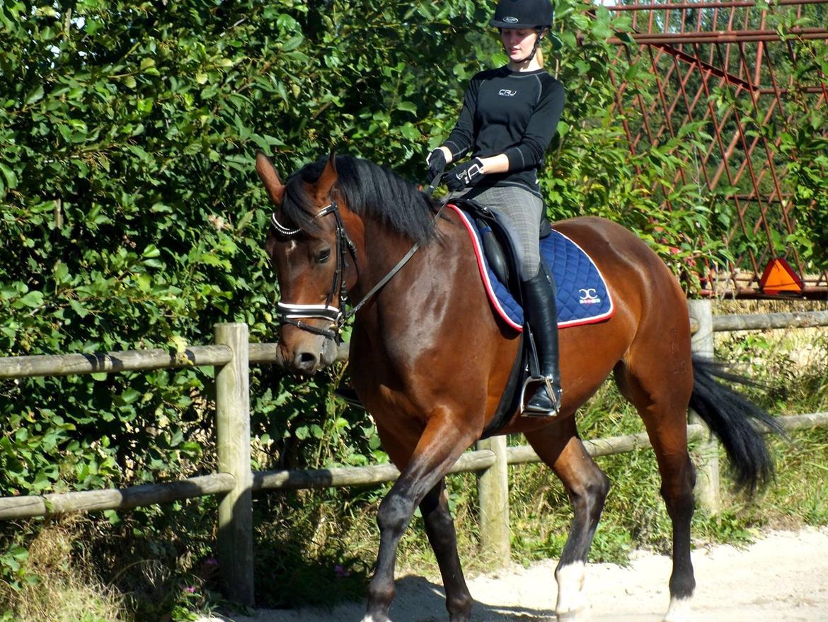 Oldenborg Muhlegårdens Pascal billede 2