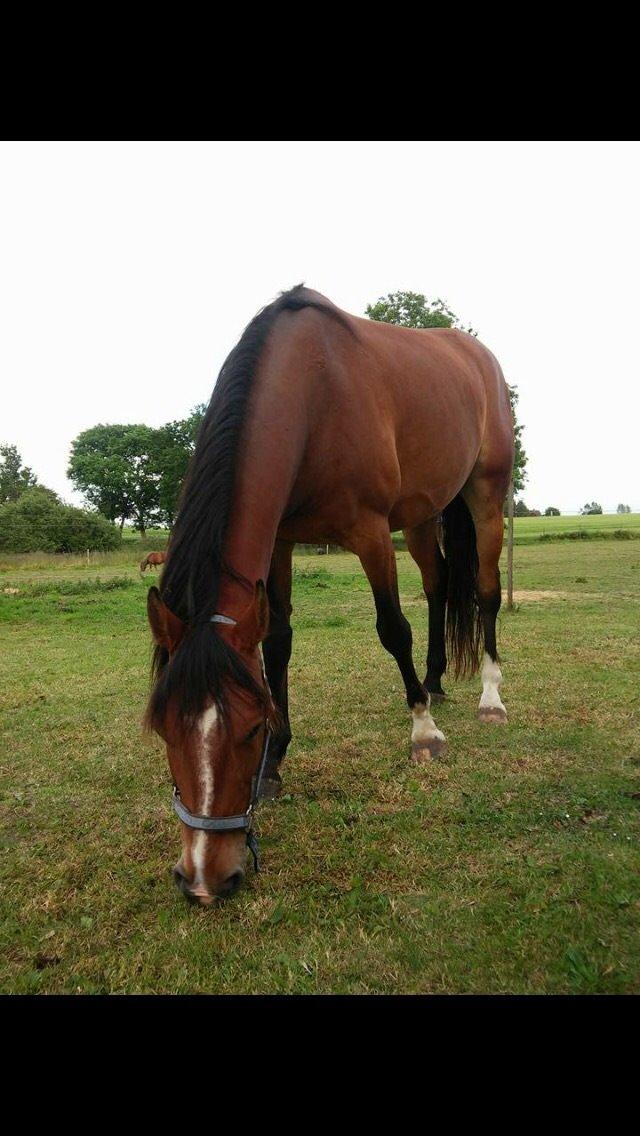 Anden særlig race Aslan billede 1