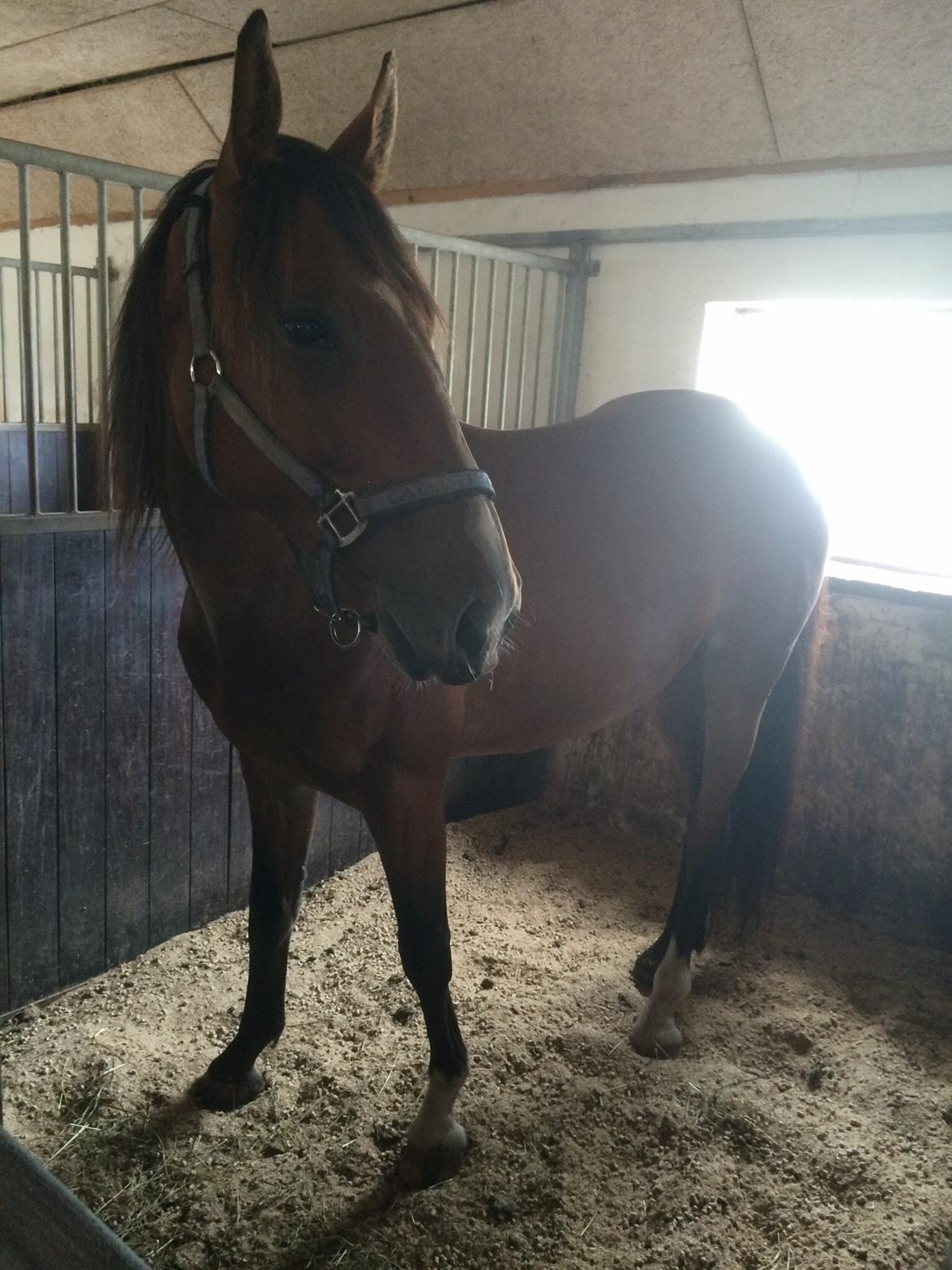 Anden særlig race Aslan billede 3