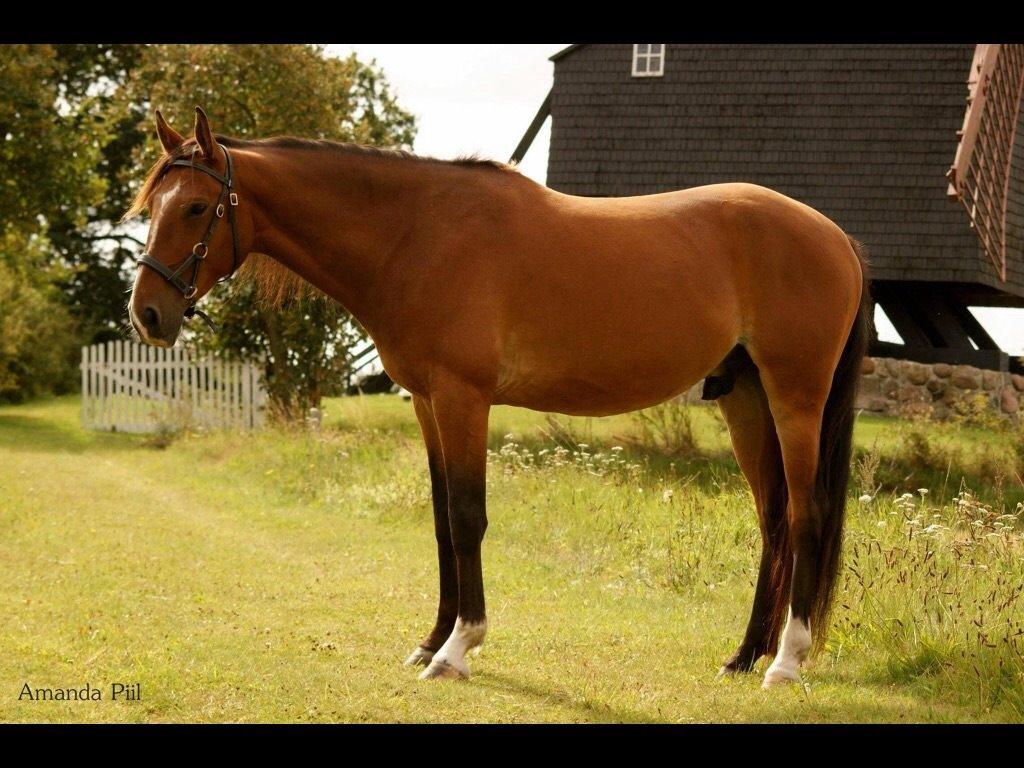 Anden særlig race Aslan billede 4