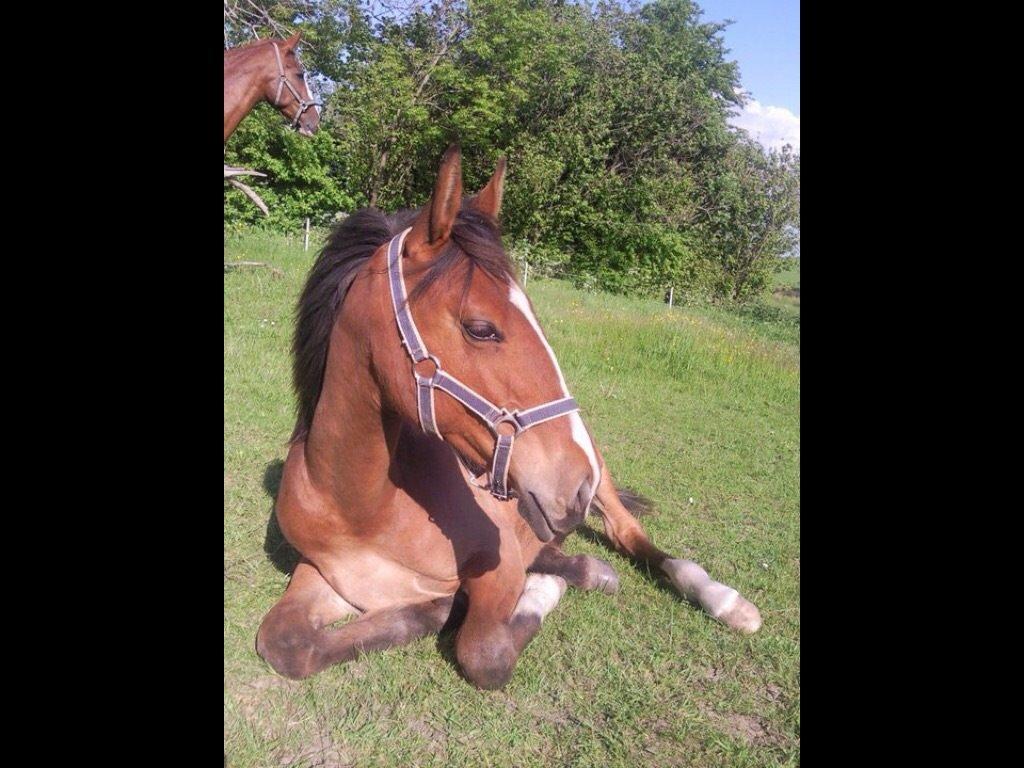 Anden særlig race Aslan billede 5