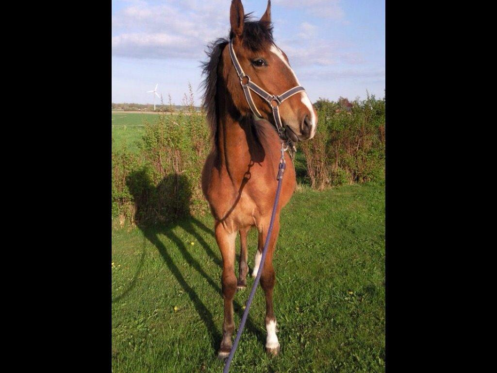 Anden særlig race Aslan billede 6