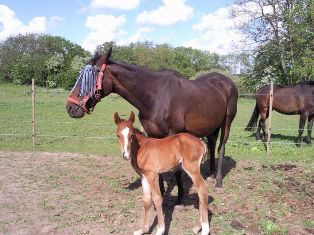 Anden særlig race Aslan billede 7