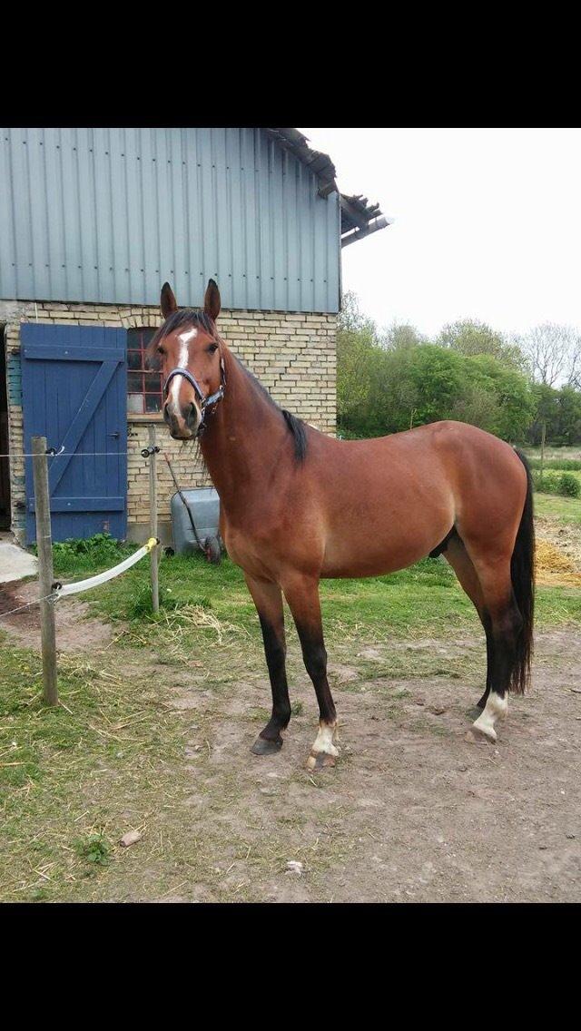 Anden særlig race Aslan billede 2