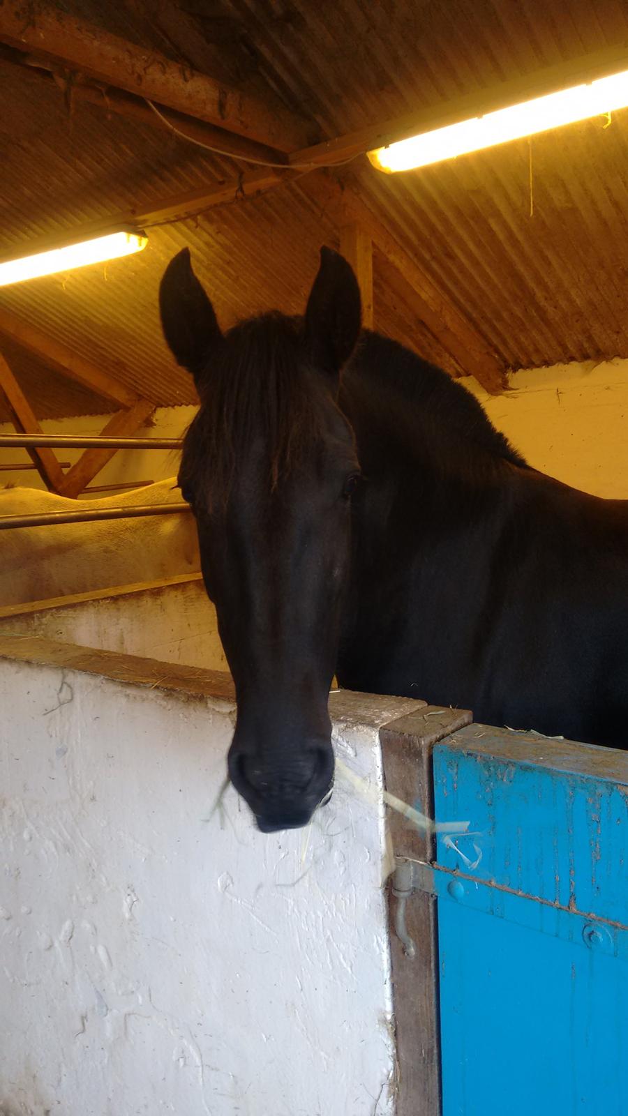 Minorquin Ailia Ranolia billede 2