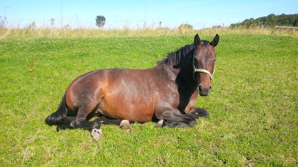 Oldenborg VESTERBÆKS EMILY - 8/9-2015 billede 9