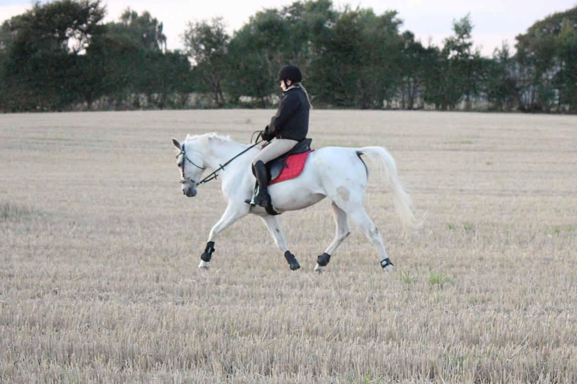 Sportsaraber (A) Jacklyn billede 16