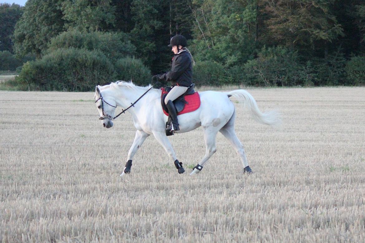 Sportsaraber (A) Jacklyn billede 27