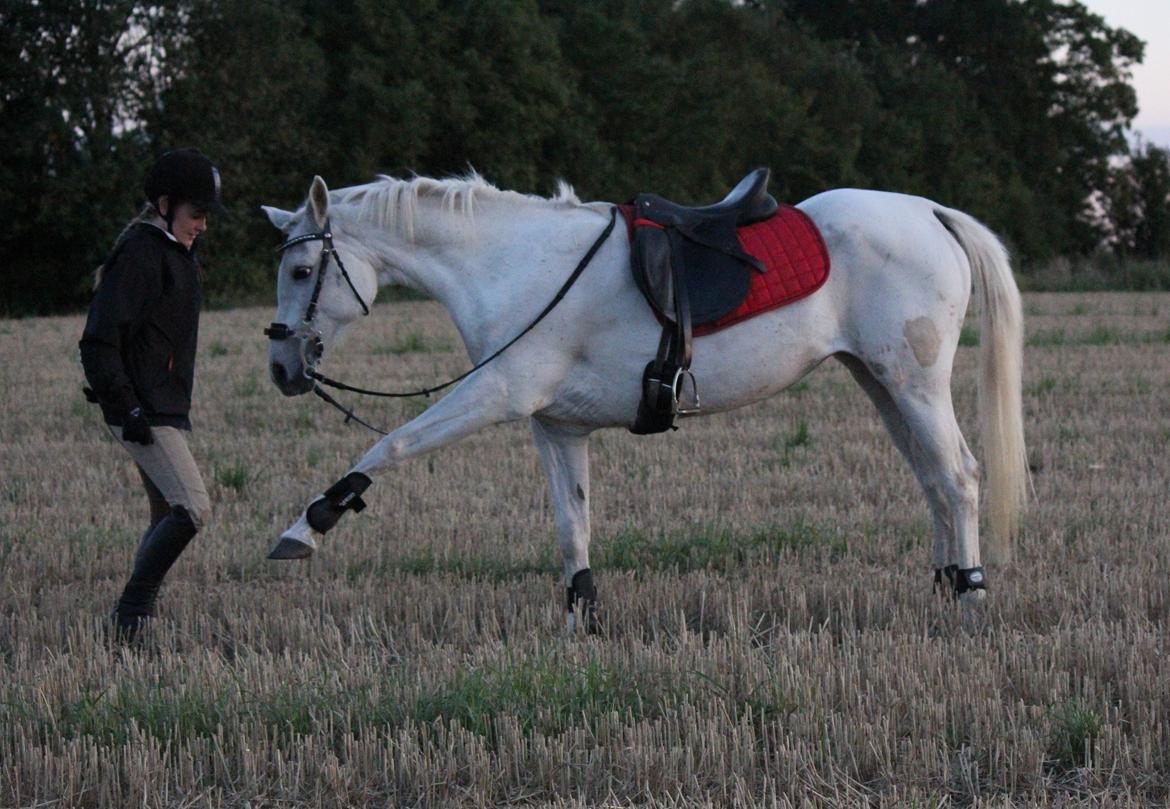 Sportsaraber (A) Jacklyn billede 14